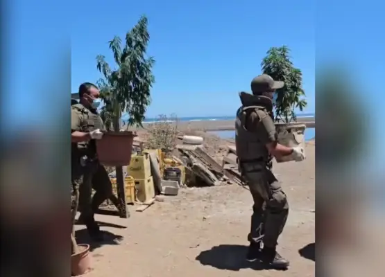 Carabineros detuvo a hombre por cultivo ilegal de marihuana en Iloca