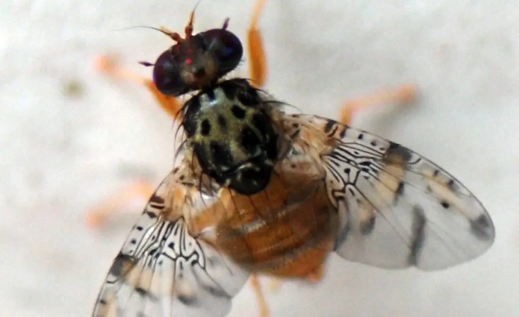 SAG intercepta larvas de Mosca de la Fruta en damascos portados por turistas argentinos en Paso Vergara