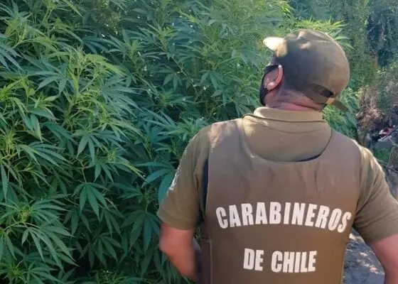 Más de mil plantas de marihuana fueron encontradas por Carabineros en Potrero Grande