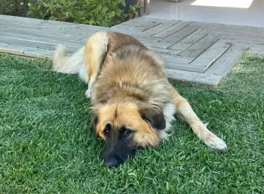 "El Rucio" fue adoptado: Ahora vive en un taller ubicado en Sarmiento