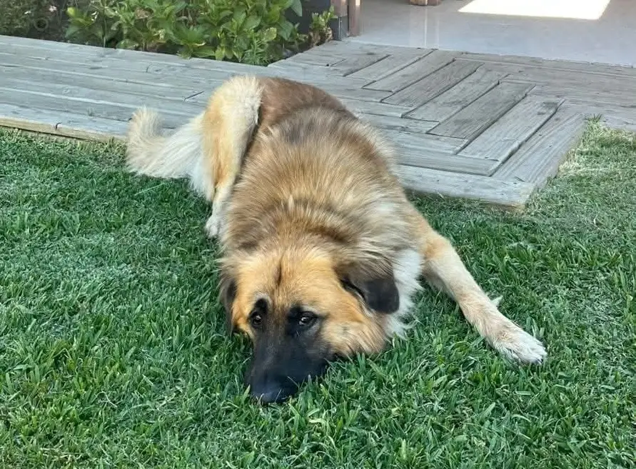 "El Rucio" fue adoptado: Ahora vive en un taller ubicado en Sarmiento