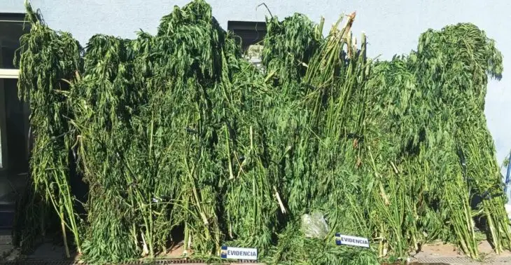 PDI incautó 372 plantas de marihuana en predio forestal de Constitución