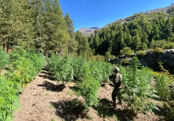Un detenido y casi 17 mil plantas de marihuana decomisadas dejó operativo en Potrero Grande