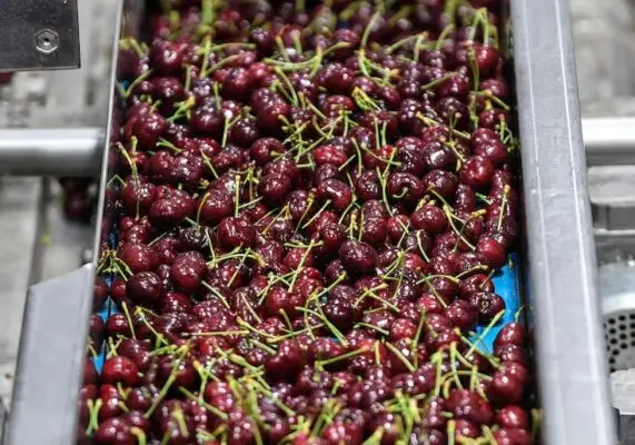 Aduana de China rechazó carga de cerezas chilenas que llegaron con retraso