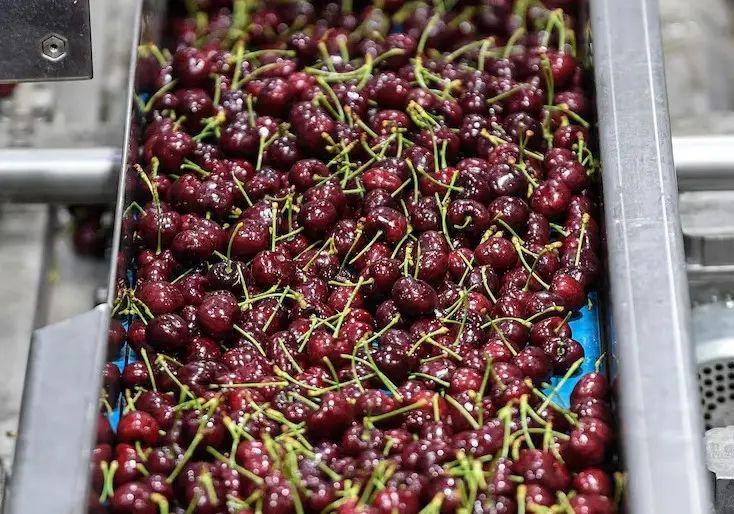 Aduana de China rechazó carga de cerezas chilenas que llegaron con retraso