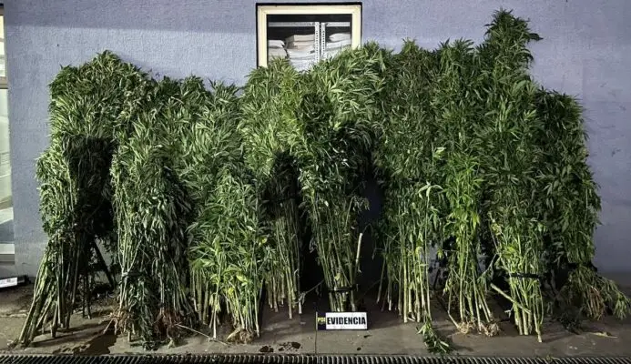 PDI incauta más de 300 plantas de cannabis en predio forestal de Constitución