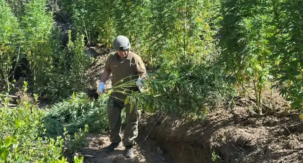 Importante incautación de marihuana en Quebrada El Litre, Paredones