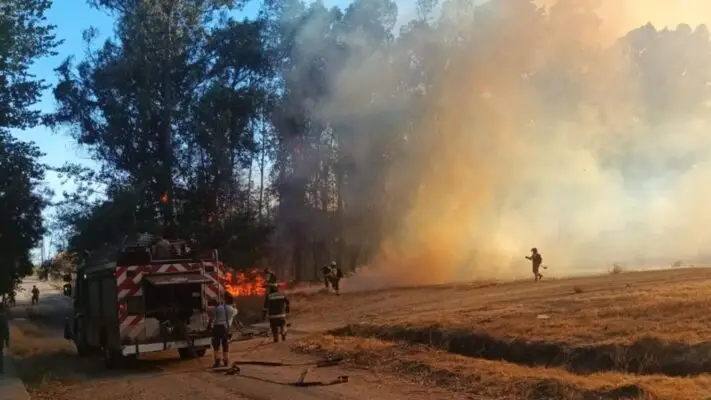 Chispa de soldadura provoca incendio en Jardín Botánico de la UTalca: Dos detenidos formalizados