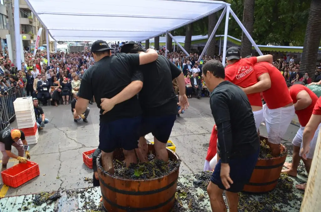 Concejales curicanos señalan sentirse excluidos de la Fiesta de la Vendimia 2025