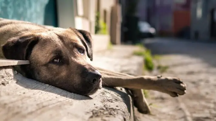 Abandono e impunidad: Las críticas a la Ley Cholito