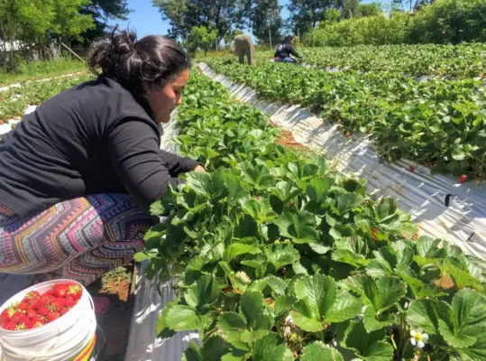 Expo Agro se realizará este miércoles en la Plaza de Armas de Rauco