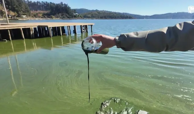 Alarma en Lago Vichuquén por nuevo "bloom" de algas: Alcalde advierte sobre posible clausura y riesgo sanitario