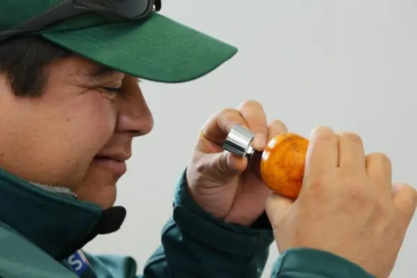 SAG destaca exitoso cierre de temporada en Paso Vergara: Evitaron ingreso de Mosca de la Fruta