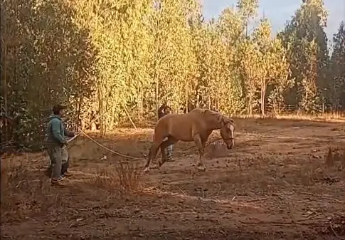 Denuncian por maltrato animal a sujetos que golpearon a caballo en Rarín