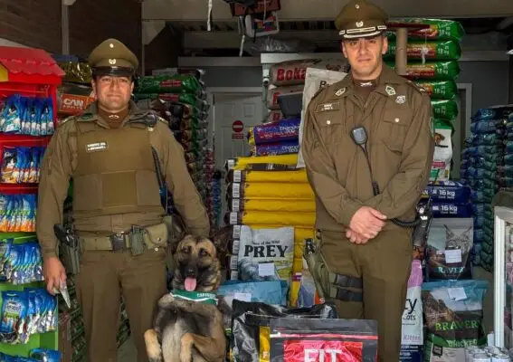 Perrito de Carabineros "Jack" recibe reconocimiento por frustrar robo en Curicó