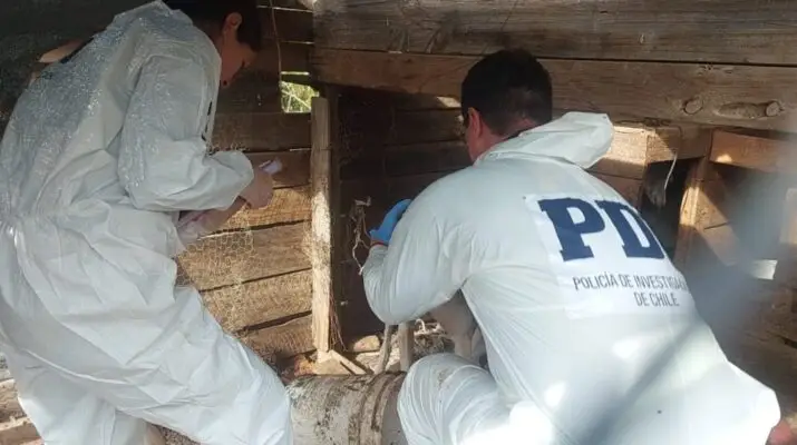 PDI detiene a imputado en Sagrada Familia por maltrato animal: mantenía siete perros en condiciones deficientes