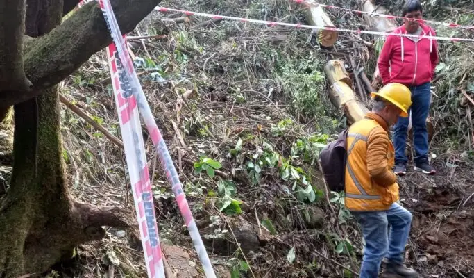 Forestal Vista Hermosa responde a denuncia por Tala Ilegal en Vichuquén: Acusa a contratista y presenta antecedentes a la Conaf