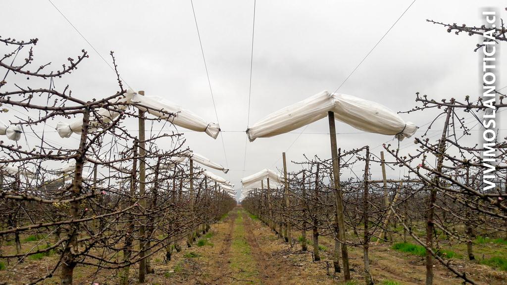 Este lunes se abren postulaciones para concurso de cubiertas de cerezos